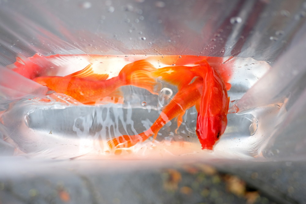 2月4日,在越南河内,一名老人在湖中放生红鲤鱼,庆祝祭灶节.