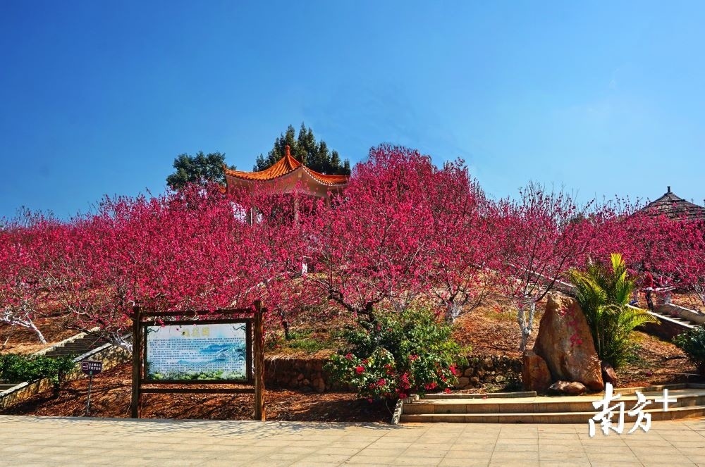 郁南都城大王山桃花争竞放春光醉游人