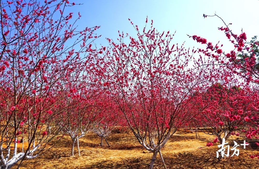 郁南都城大王山桃花争竞放春光醉游人