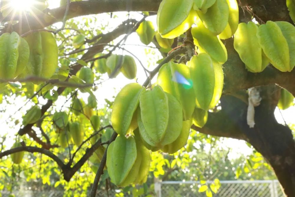 【周末开摘】热带花卉园杨桃熟啦,只要10元就可以边摘边吃,爽到爆炸