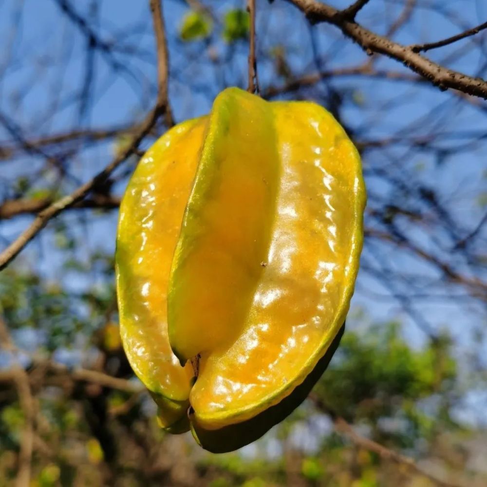 【周末开摘】热带花卉园杨桃熟啦,只要10元就可以边摘边吃,爽到爆炸