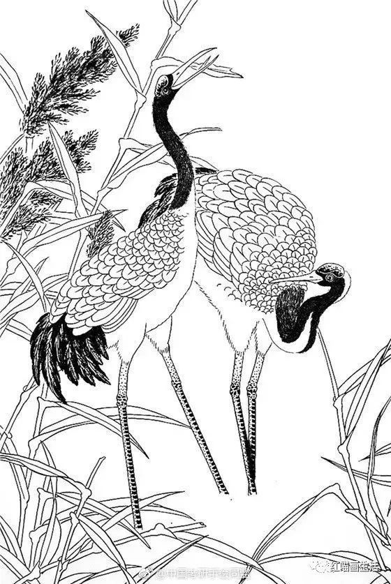 白描吉祥仙鹤画起来