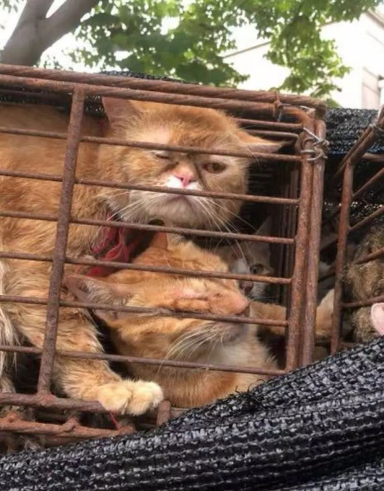 湖南菜市场现猫肉贩子现卖现杀气哭爱宠人士你有没有人性