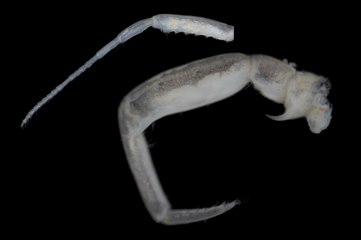 第1触角上的嗅毛(扫描电镜图像)  刘文亮"腿"的情况比较复杂:2对鳃足