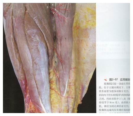 由于燕子李三的大腿肌肉较发达,表面光泽较好,直接被选中做成标本.