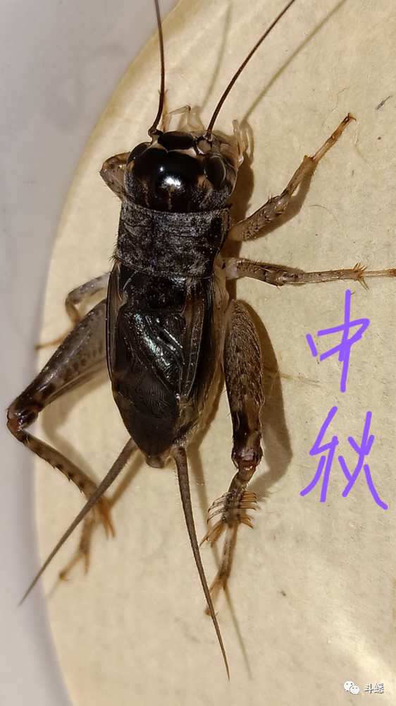 中国蟋蟀种类图片