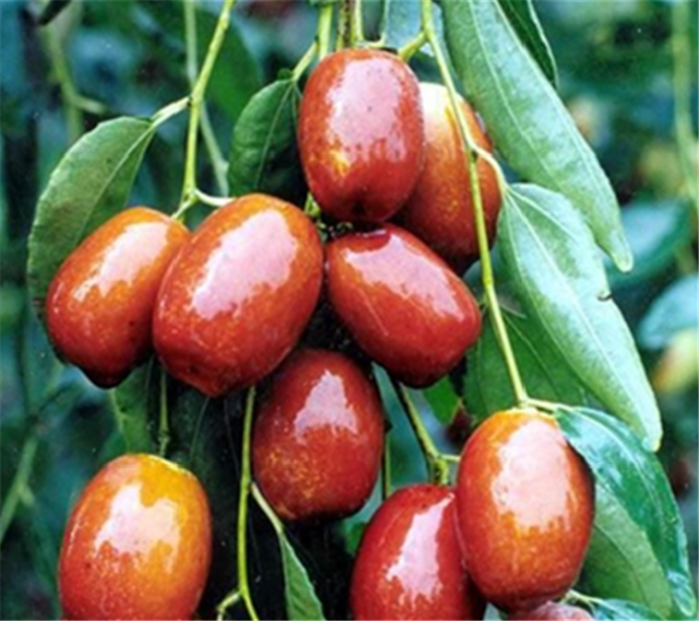 中国乡愁多吃不上头的敦煌酒枣