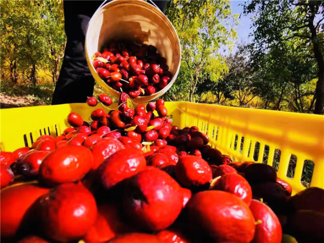 中国乡愁多吃不上头的敦煌酒枣