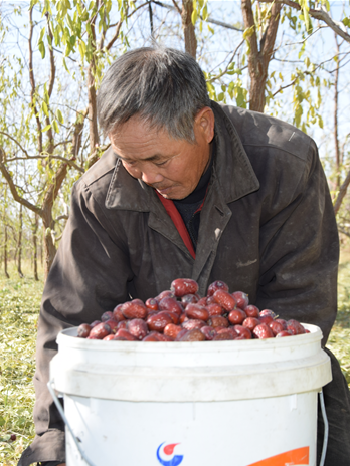 中国乡愁多吃不上头的敦煌酒枣