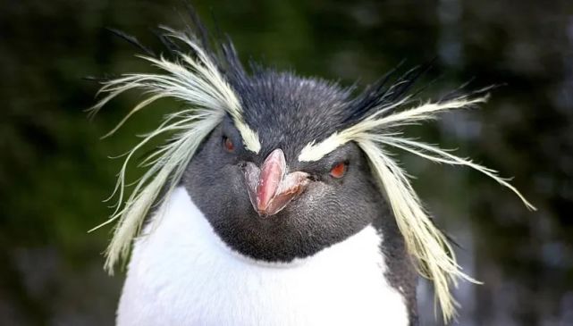 企鹅中的杀马特发型翻飞的贵族