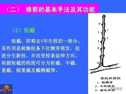 通過短截修剪,促發新梢,新梢成長為結果母枝.