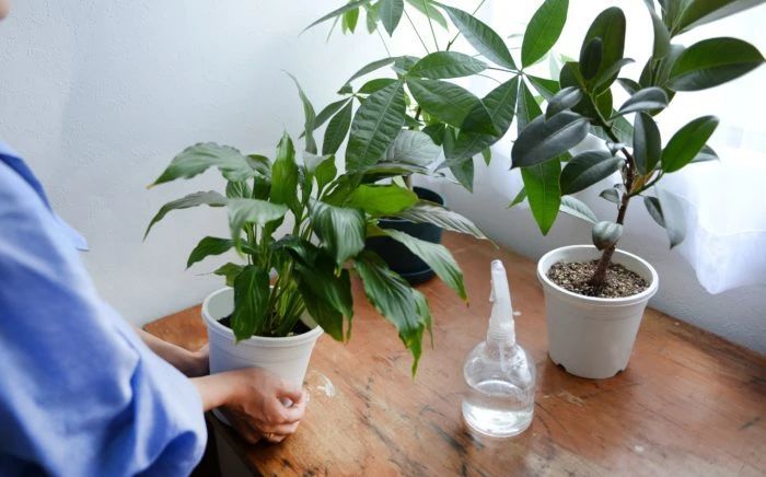 冬春时节养室内的植物要怎么避免黄叶掉叶 浇水施肥有啥技巧 腾讯新闻