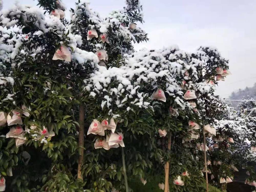 冻害|柑橘遭受冻害，如何快速保命？6个步骤，有助果农减少损失