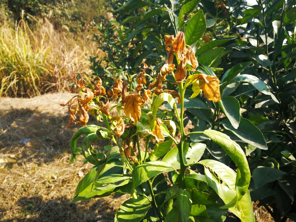 冻害|柑橘遭受冻害，如何快速保命？6个步骤，有助果农减少损失