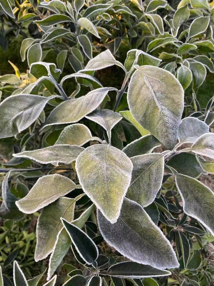 冻害|柑橘遭受冻害，如何快速保命？6个步骤，有助果农减少损失