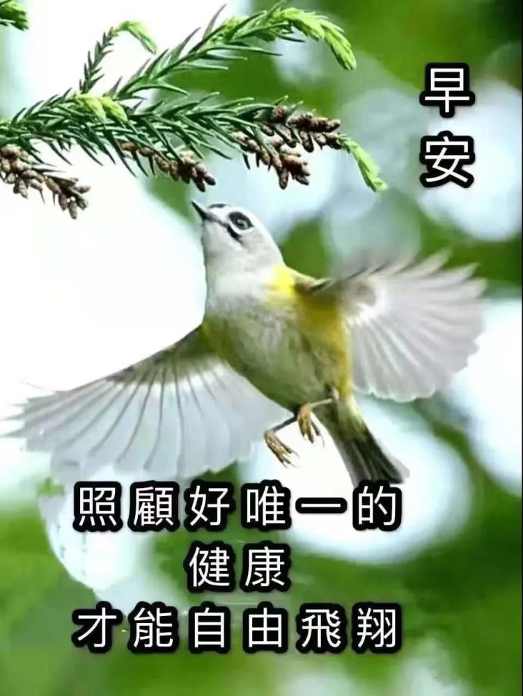 最新创意唯美春天早安早上好图片带祝福语免打字春天早安问候祝福语