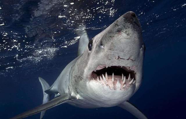 虎鲸一招战胜大白鲨,吸出肝脏弃尸大海,专家:大白鲨碰到虎鲸要绕路