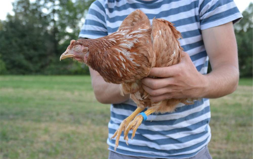 10岁男孩看到过年杀鸡大哭:花100万也要救鸡,家长无奈把鸡埋了_腾讯