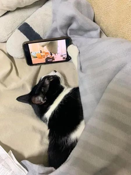 猫咪看手机表情包图片