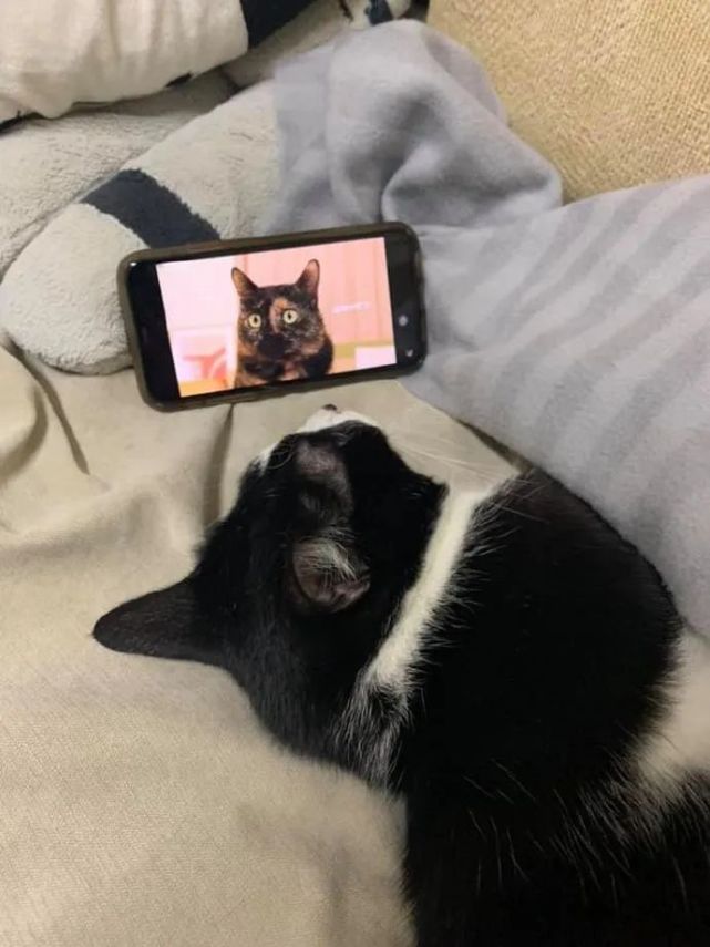 自从手机借给猫咪玩后,猫咪就迷上了手机