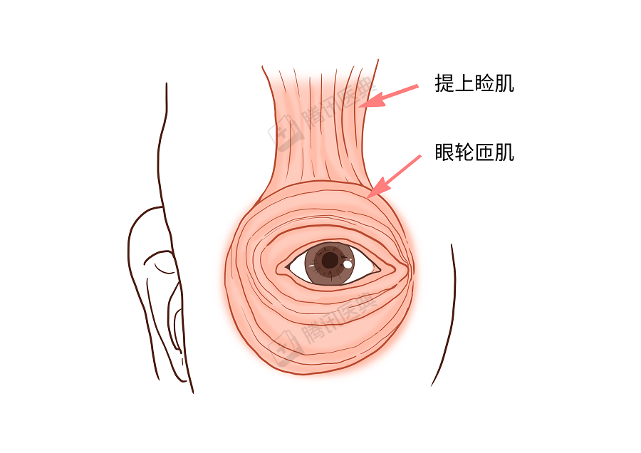 眼皮分布结构图图片