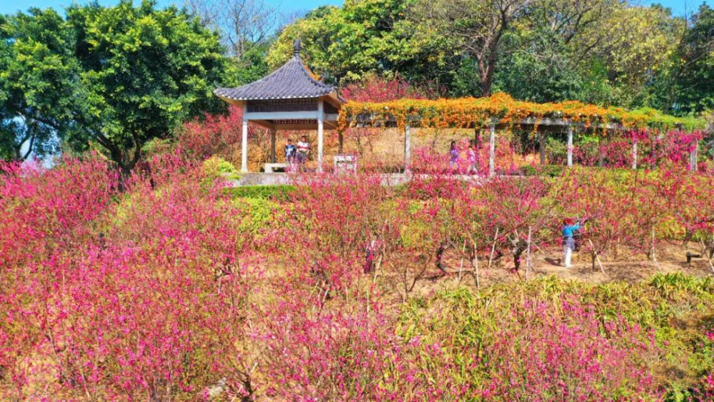 收藏 南海春节赏花地图 桃花 山茶花 虞美人 满城花开 美得不像话 腾讯新闻