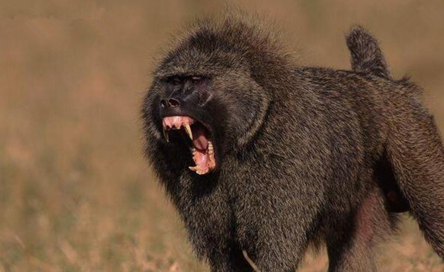 狒狒将豹子幼崽当成玩具,玩够之后,就将其食用!