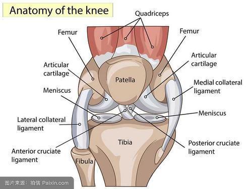半月板在哪里图片