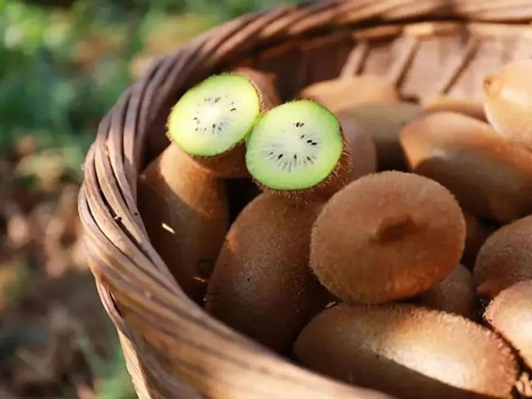 自食苦果?曾是村民的"摇钱树",如今众人嫌弃,消费者:不敢吃