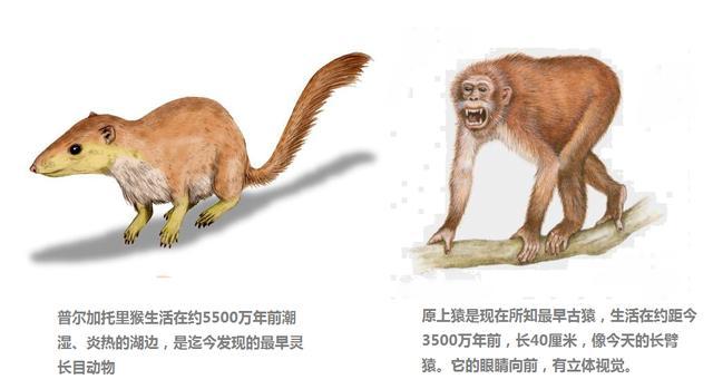 基因|人类和老鼠的基因相似度高达90％，两者之间存在什么关系吗？