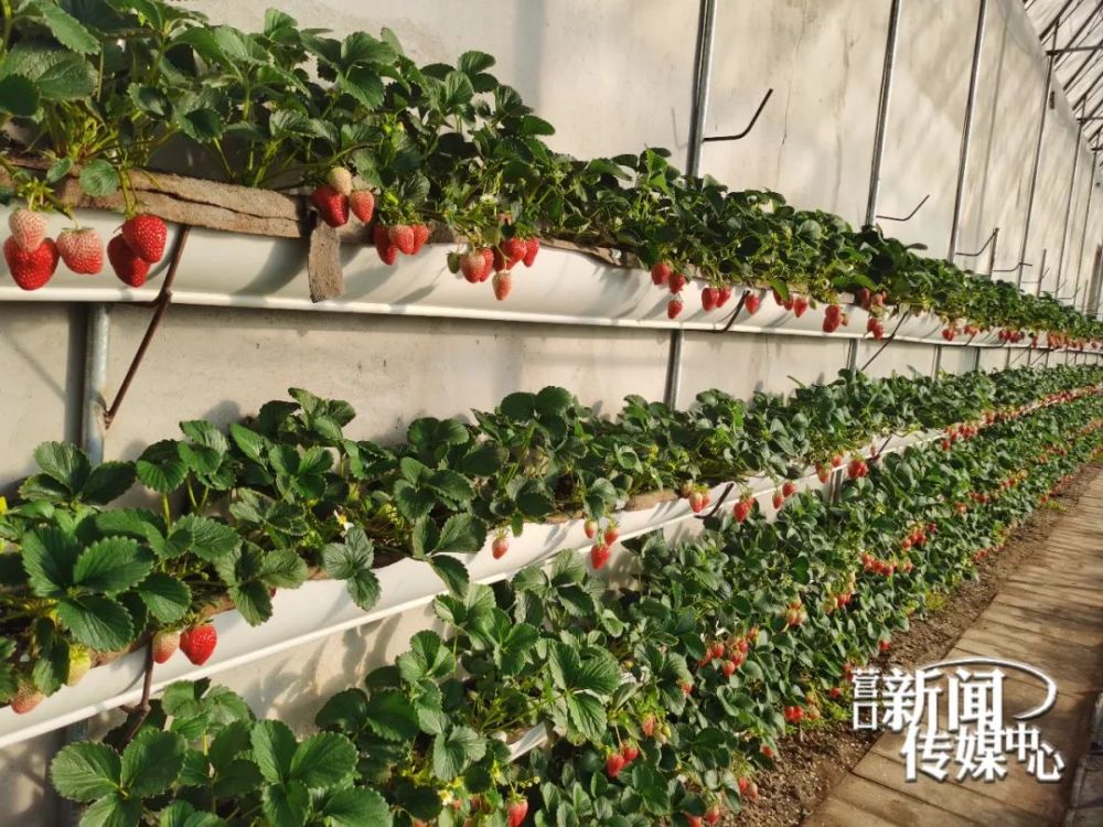 大石桥市福涛樱桃草莓采摘园地址:大石桥市永安镇永安村驾车时间:50
