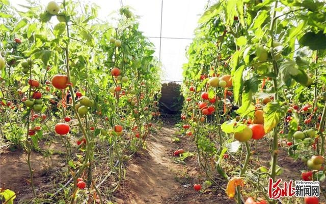 蔬菜大棚|河北景县：温室大棚绿意浓 抢抓采收保供应