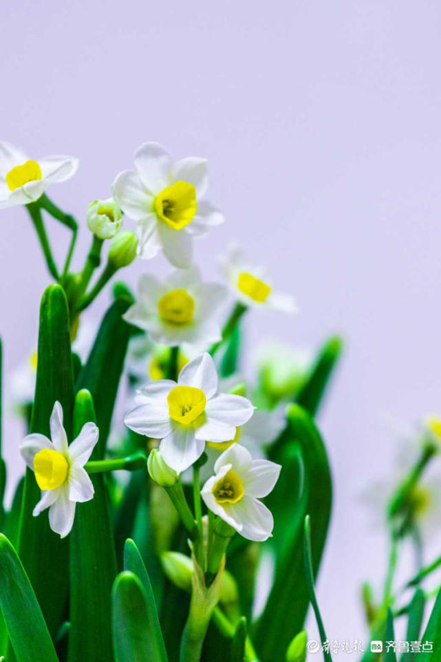 情报站好美的水仙花壹粉家水仙花盛开秀丽淡雅喜迎新春啦