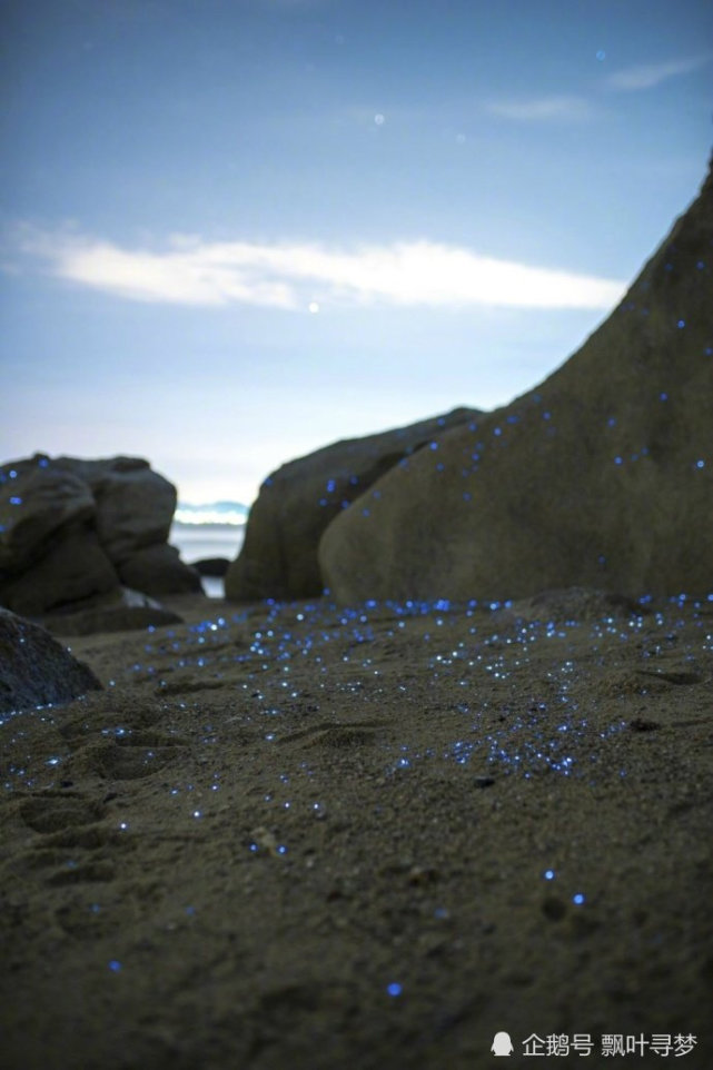 "蓝眼泪"之称的海萤聚集,这些石头被称为"哭泣的石头".