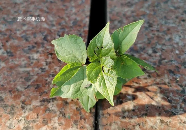 我們不妨學學這些水泥夾縫裡的小草吧!