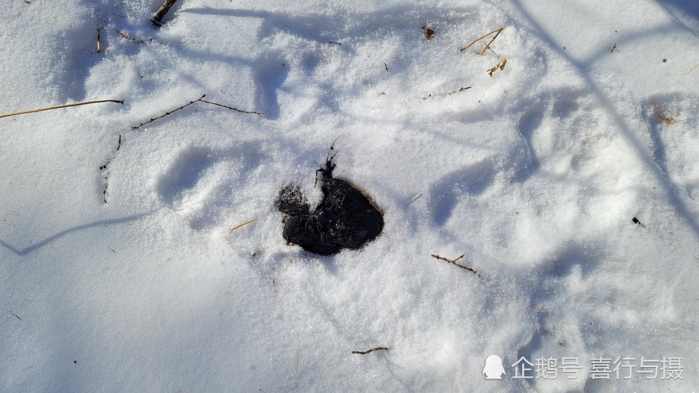 吉林摄影师首次近距离拍摄到野生东北虎进村捕食的照片_腾讯新闻