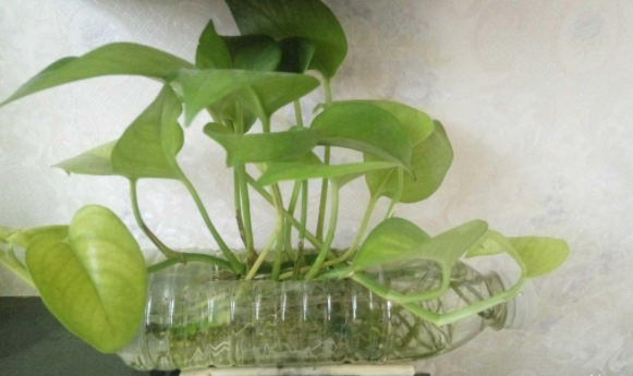 被大众当垃圾的塑料瓶却是聪明人的养花宝想知道为什么吗