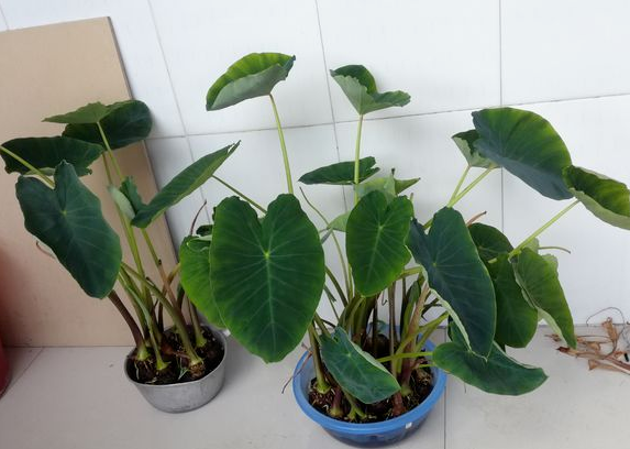 养芋头充当绿植盆栽,装饰居家环境,净化空气,该怎么打理?