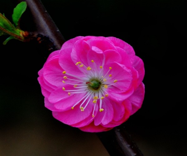 属鼠人:2021年有"囍"砸向你,并且是三喜临门