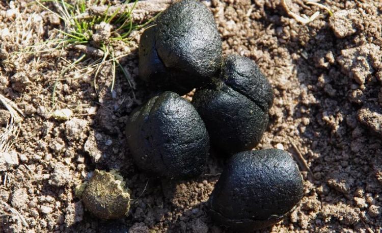 为什么袋熊的粪便是方形的是因为它们的菊花形状吗