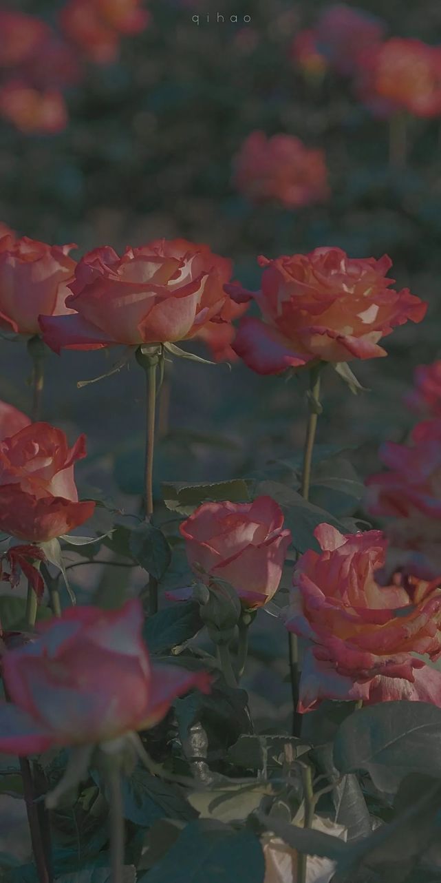 繁花壁纸背景图一个人爱你的最高形式是接得住你的负面情绪