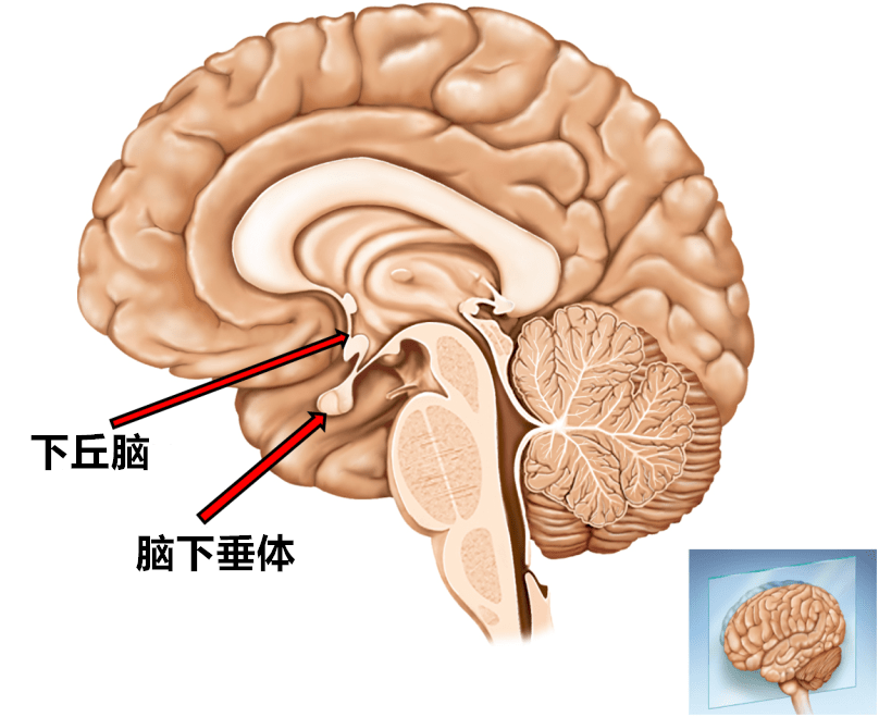 下丘脑对生物节律的调节睡眠的调节