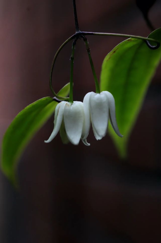 单叶铁线莲|挂起玉铃铛,喜迎新春来
