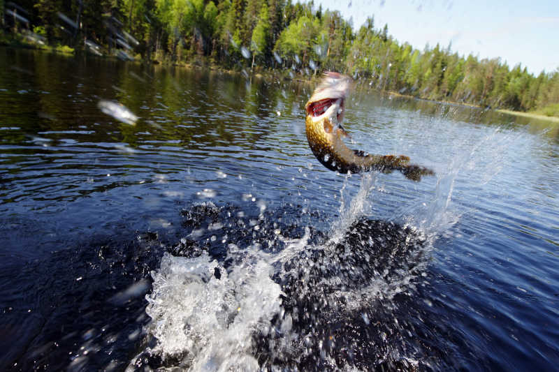 池塘|如果在山上挖一个池塘，不放鱼，里面会慢慢有鱼吗？