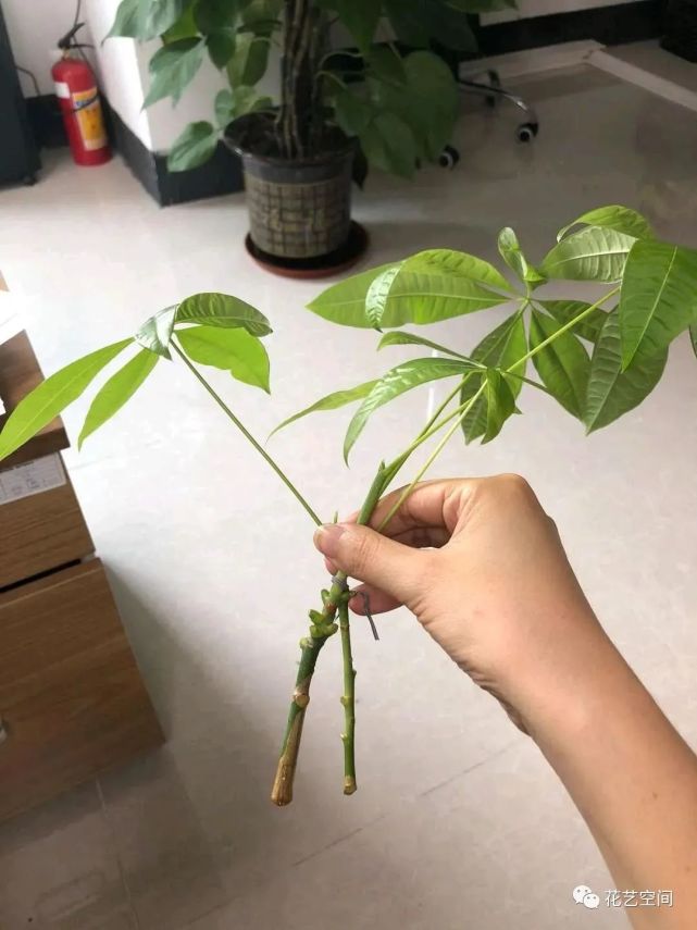 过年没事在家扦插这3种树,生根快,一个月变成小盆景|发财树|扦插|盆景