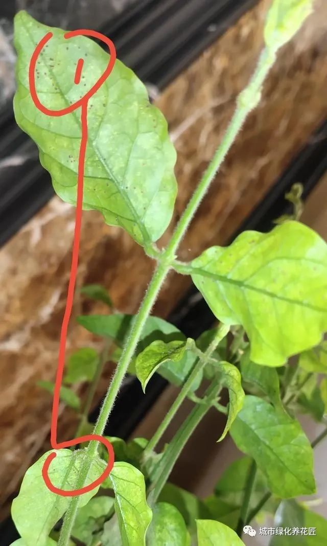 茉莉花长了褐色的虫子剪掉老枝条新枝条又有虫什么农药能治