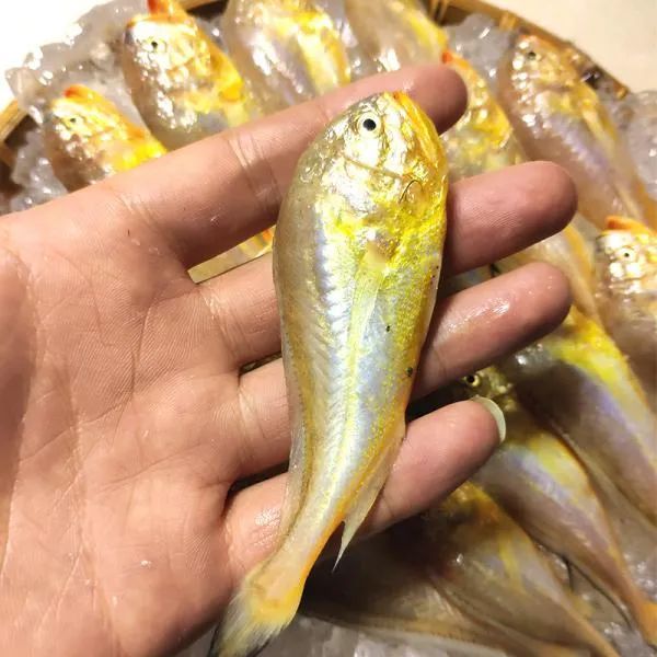 這幾種魚都很像大黃魚到底哪一種才是大黃魚