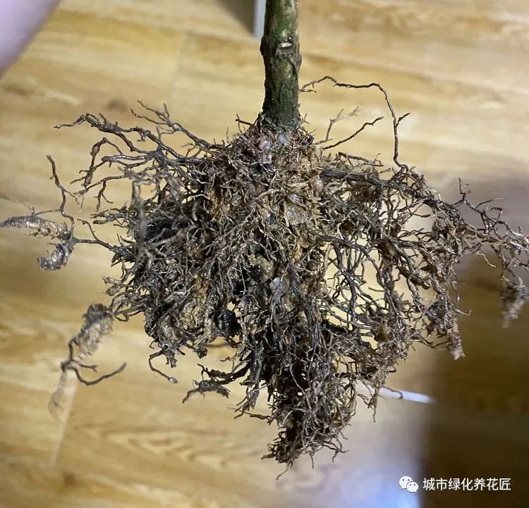买回来的茶花盆栽脱盆洗根发现全是黑色根系上盆能养活吗