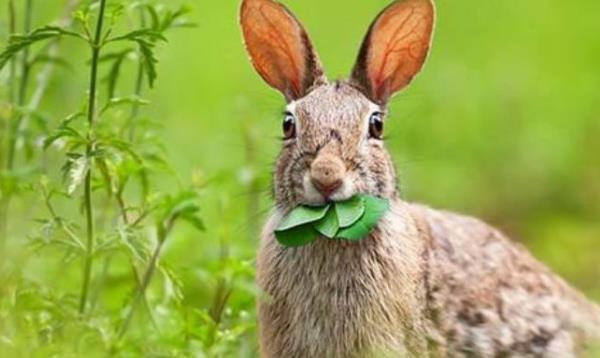 俗话说 兔子不吃窝边草 其实还有下半句 多数人没听说过 腾讯网