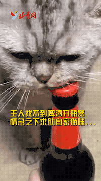 搞笑gif:主人找不到啤酒开瓶器情急之下决定求助自家猫咪